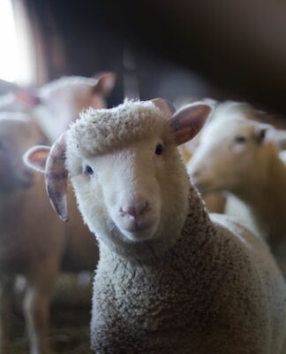 Urządzenia zootechniczne w hodowli owiec