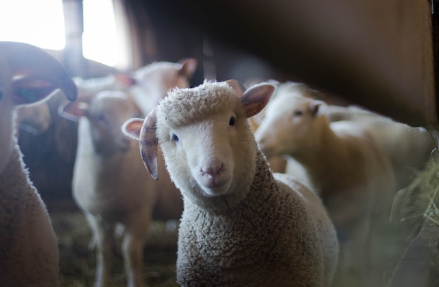 Urządzenia zootechniczne w hodowli owiec