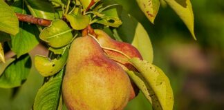 Jaka odżywka do rzęs Rossmann?