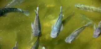 Jak często można używać Pielęgnicę do włosów?