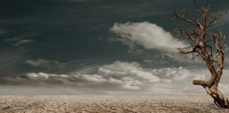 Jak zrobić suchy szampon do ciemnych włosów?