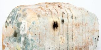 Czy fryzjer musi dezynfekować?