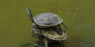 Jak nakładać róż na policzki?